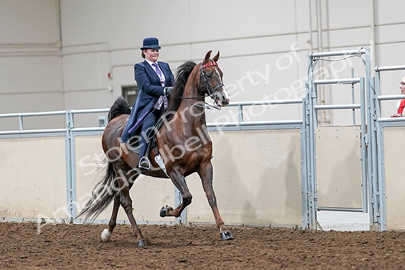 2020 - AB Morgan Horse - Fri, Sept 04 - 08065