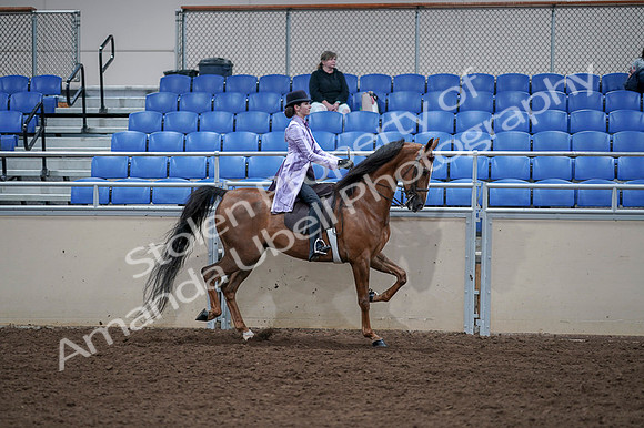 2020 - AB Morgan Horse - Fri, Sept 04 - 05088