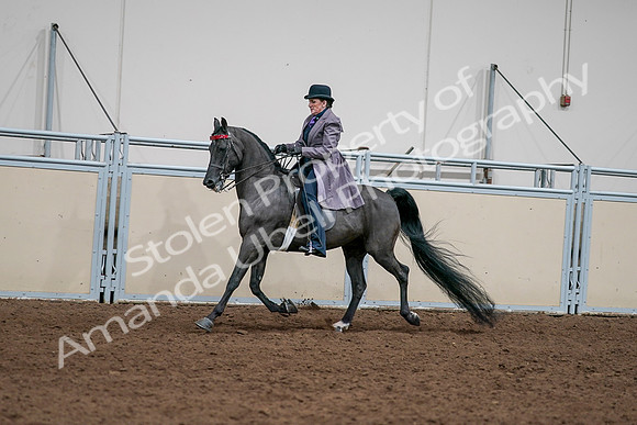 2020 - AB Morgan Horse - Sat, Sept 05 - 13704