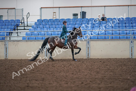 2019 Morgan Horse Show - Aug 30, 2019 - 18072