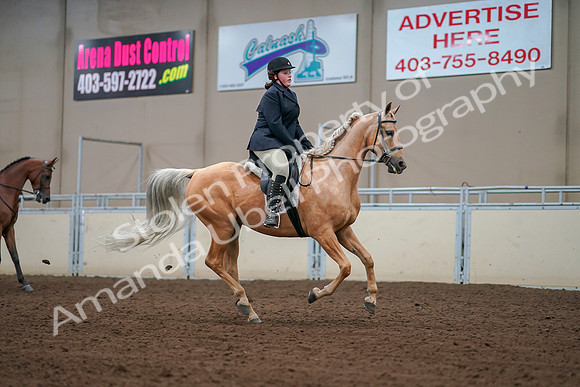 2019 Morgan Horse Show - Aug 30, 2019 - 16416