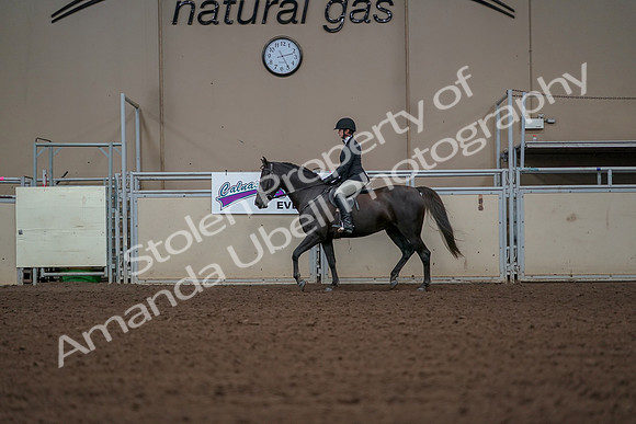 2019 Morgan Horse Show - Aug 30, 2019 - 14942