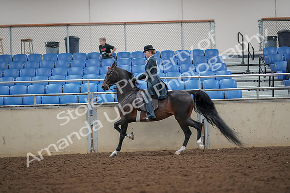 2019 Morgan Horse Show - Aug 30, 2019 - 25112
