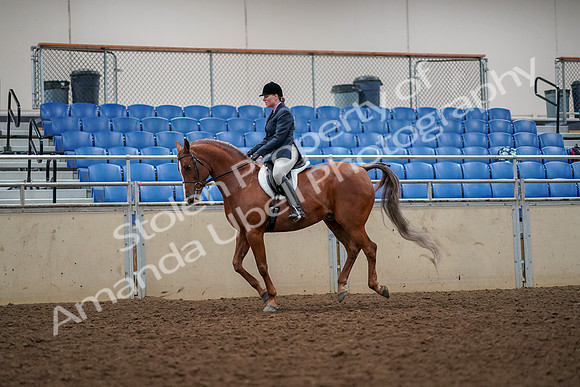2019 Morgan Horse Show - Aug 30, 2019 - 22398