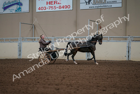 2019 Morgan Horse Show - Aug 30, 2019 - 13370