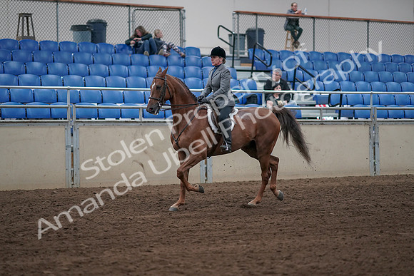 2019 Morgan Horse Show - Sept 01, 2019 - 12299