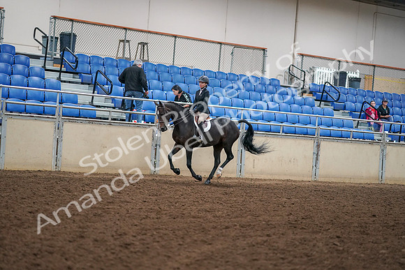2019 Morgan Horse Show - Aug 30, 2019 - 12271