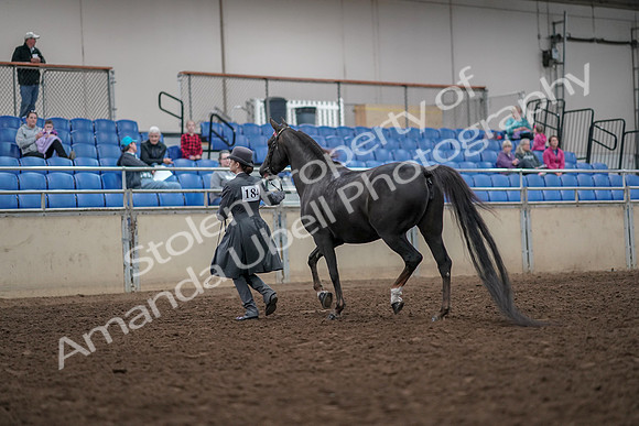 2019 Morgan Horse Show - Aug 31, 2019 - 01970