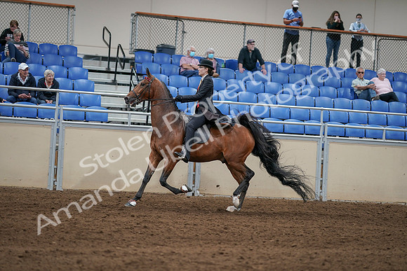 2020 - AB Morgan Horse - Sat, Sept 05 - 06738