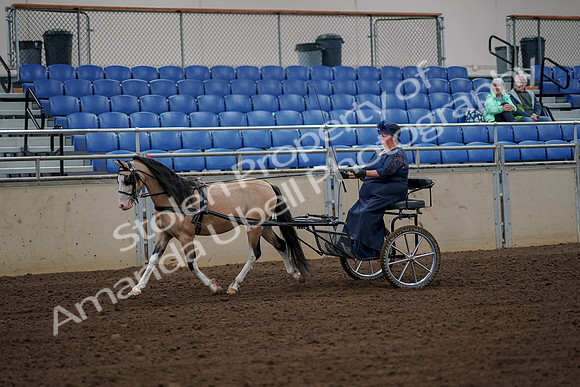 2019 Morgan Horse Show - Aug 30, 2019 - 13110
