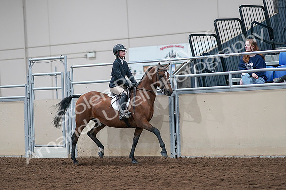 2020 - AB Morgan Horse - Fri, Sept 04 - 02174