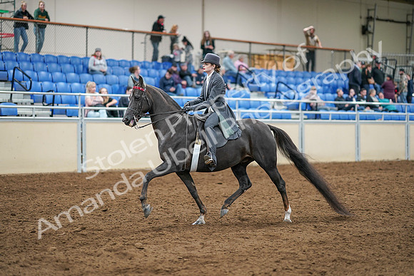 2020 - AB Morgan Horse - Sat, Sept 05 - 13574