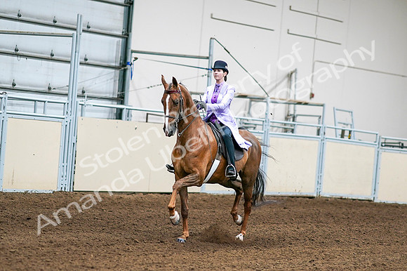 2020 - AB Morgan Horse - Fri, Sept 04 - 04996