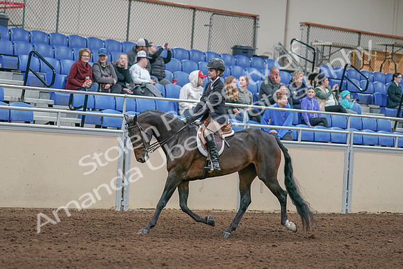 2020 - AB Morgan Horse - Sun, Sept 06 - 00887