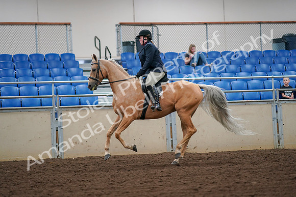 2019 Morgan Horse Show - Aug 30, 2019 - 16321
