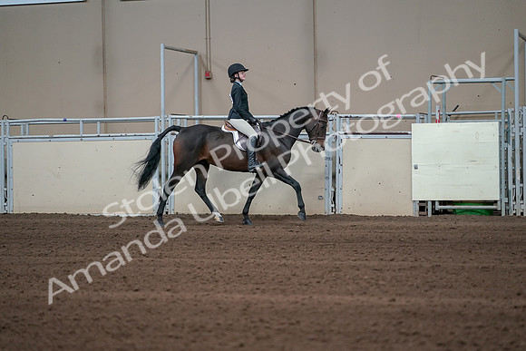 2019 Morgan Horse Show - Sept 01, 2019 - 03794