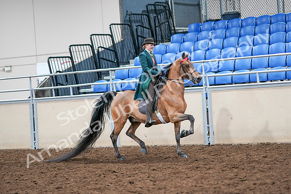 2020 - AB Morgan Horse - Sat, Sept 05 - 14027