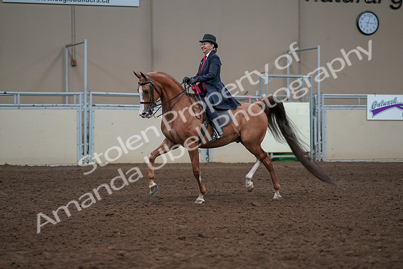 2019 Morgan Horse Show - Sept 01, 2019 - 12120