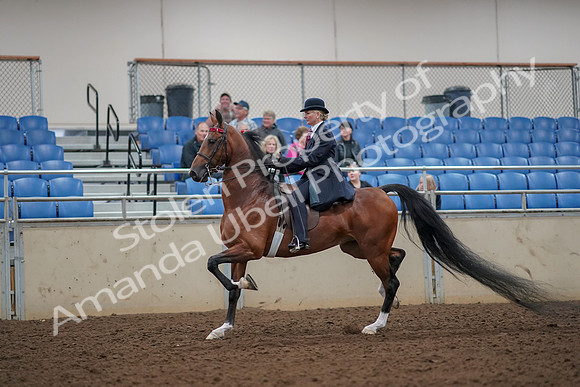 2019 Morgan Horse Show - Aug 30, 2019 - 25031