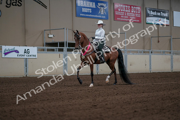 2019 Morgan Horse Show - Sept 01, 2019 - 07337