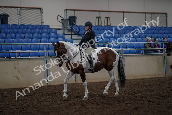 2019 Morgan Horse Show - Aug 30, 2019 - 31105