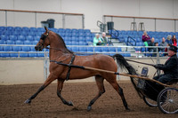 2019 Morgan Horse Show - Aug 30, 2019 - 13038