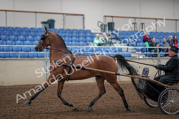 2019 Morgan Horse Show - Aug 30, 2019 - 13038