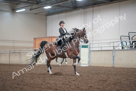 2019 Morgan Horse Show - Aug 31, 2019 - 08889