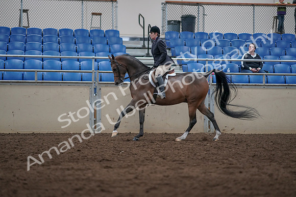 2019 Morgan Horse Show - Sept 01, 2019 - 08662
