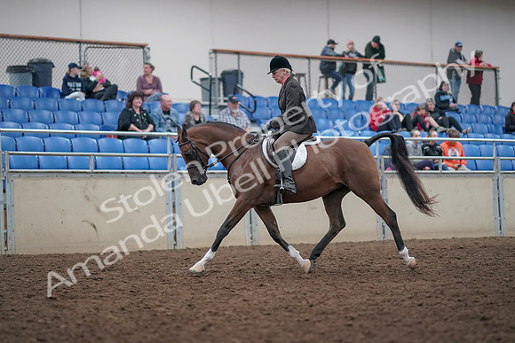 2019 Morgan Horse Show - Aug 31, 2019 - 15955