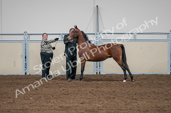 2020 - AB Morgan Horse - Fri, Sept 04 - 07626