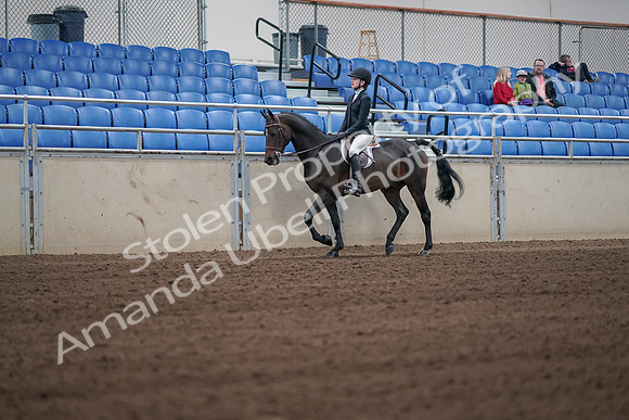 2019 Morgan Horse Show - Sept 01, 2019 - 03693