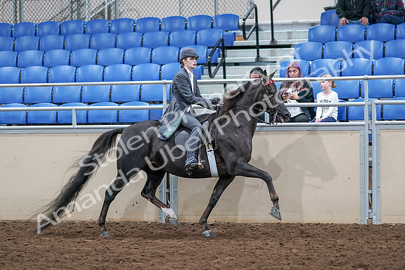 2020 - AB Morgan Horse - Sat, Sept 05 - 13919