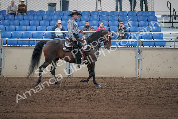 2019 Morgan Horse Show - Sept 01, 2019 - 07082
