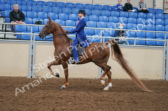 2020 - AB Morgan Horse - Fri, Sept 04 - 04897
