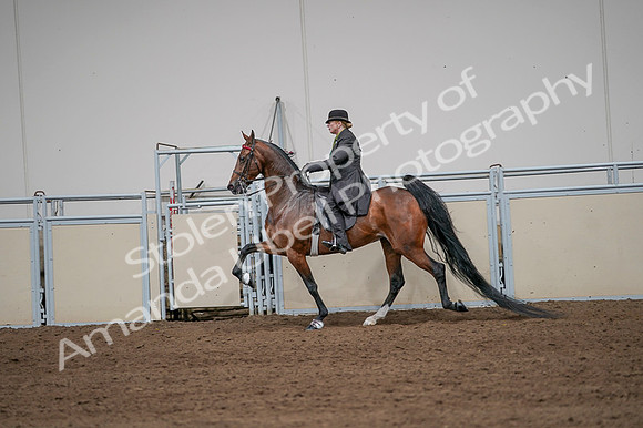 2020 - AB Morgan Horse - Fri, Sept 04 - 09668