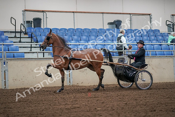 2019 Morgan Horse Show - Aug 30, 2019 - 13314