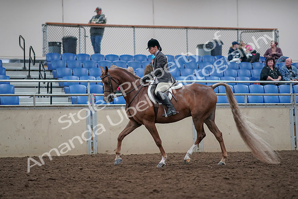 2019 Morgan Horse Show - Aug 31, 2019 - 15942