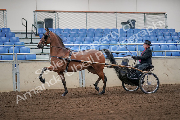 2019 Morgan Horse Show - Aug 30, 2019 - 13194