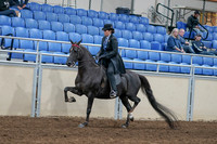2020 - AB Morgan Horse - Sat, Sept 05 - 00821