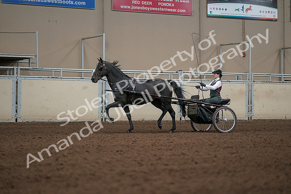 2019 Morgan Horse Show - Aug 31, 2019 - 04689