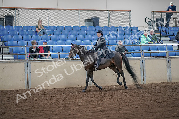 2019 Morgan Horse Show - Aug 30, 2019 - 15611