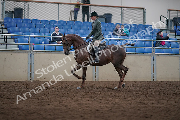 2019 Morgan Horse Show - Sept 01, 2019 - 08546