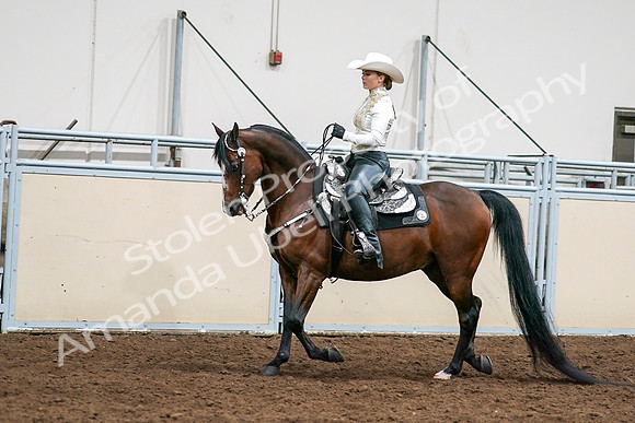 2020 - AB Morgan Horse - Sat, Sept 05 - 08980