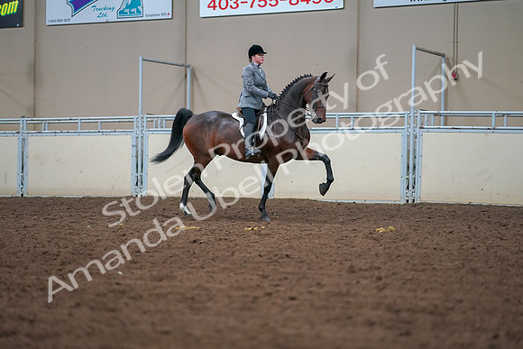 2019 Morgan Horse Show - Aug 30, 2019 - 20819