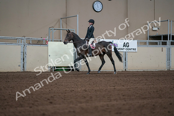 2019 Morgan Horse Show - Sept 01, 2019 - 03965
