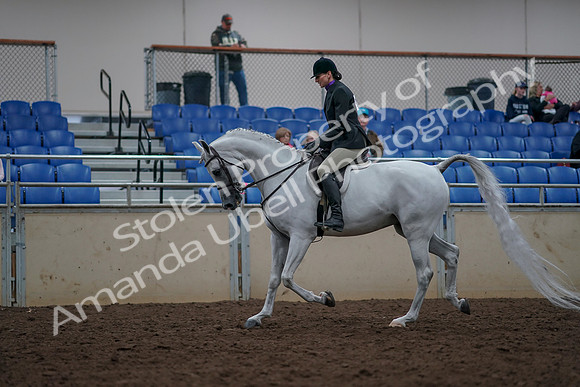 2019 Morgan Horse Show - Aug 31, 2019 - 15904