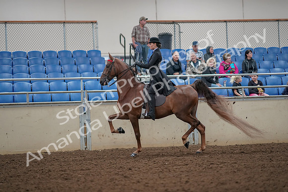 2019 Morgan Horse Show - Aug 30, 2019 - 24980