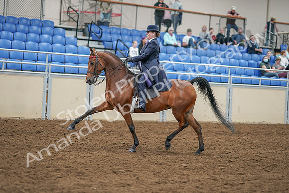 2020 - AB Morgan Horse - Sat, Sept 05 - 09697