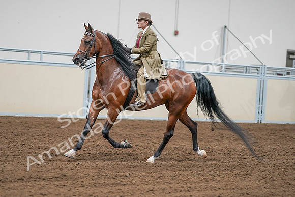 2020 - AB Morgan Horse - Sat, Sept 05 - 07995